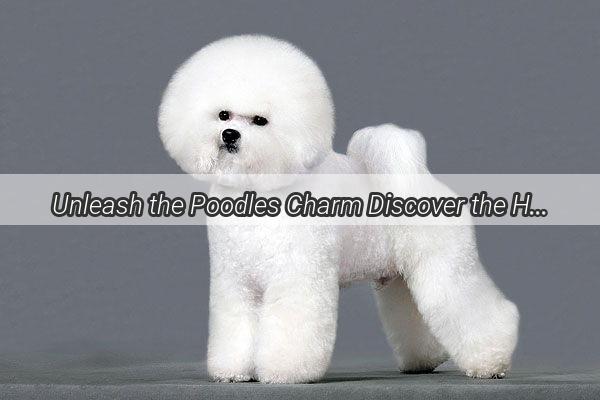 Unleash the Poodles Charm Discover the Hidden Gems of Fuzhou Dog Grooming Prices